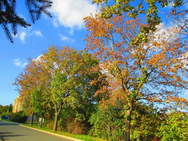 Herbstbilder aus Nebra - mit Farbverstärkungsfilter vom 15.Oktober 2016 !