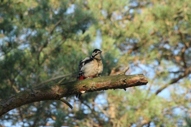 Mitbewohner auf dem Campingplatz: Buntspecht...