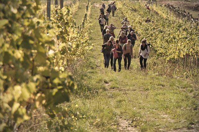 Weinwanderung - Für ein Glas Wein läuft man schon den einen oder anderen Kilometer. Neithart Volk wird Dritter mit diesem Bild. | Foto: Neithart Volk
