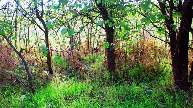 Herbstbilder aus Nebra - mit Farbverstärkungsfilter vom 15.Oktober 2016 !