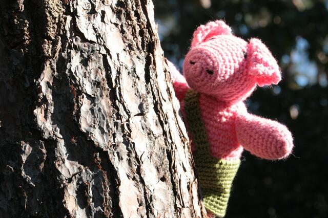 Schöne Kiefern gibt es in der Uckermark