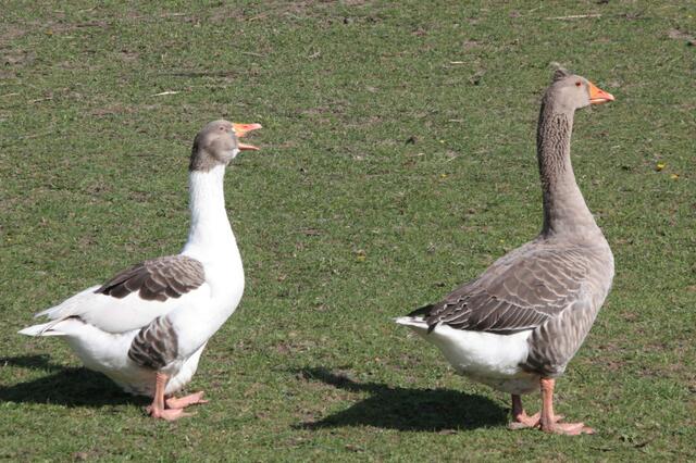 Die waren mir zu laut!