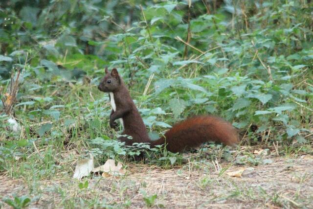 und Eichhörnchen