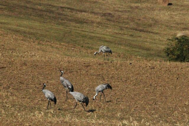 Kraniche auf einem abgeernteten Feld