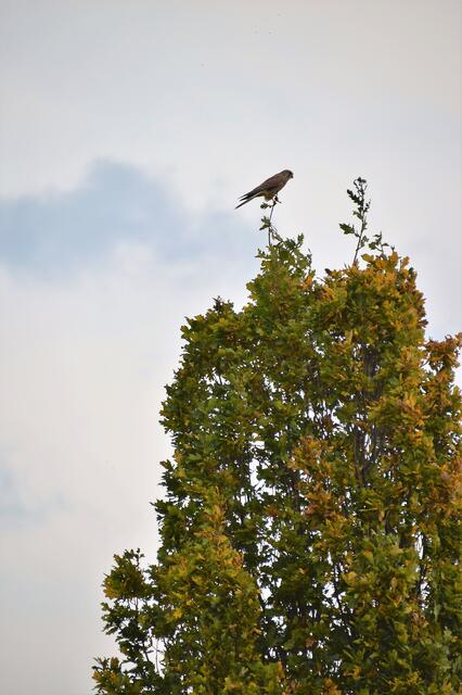 18.10.2016 © AW Auch der Turmfalke ließ sich wieder sehen