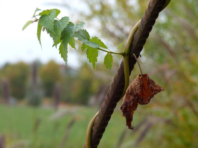 eindeutig ... es "herbstelt" im Park