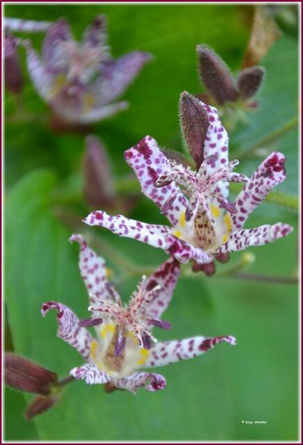 Krötenlilie (Trycirtis formosana Masamunei ) im Berggarten Herrenhausen (Foto: Katja Woidtke)