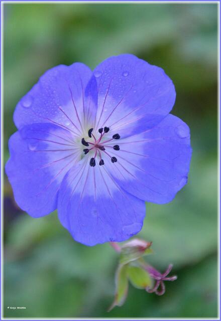 Storchschnabel (Geranium) Blue Sunrise im Berggarten Herrenhausen (Foto: Katja Woidtke)