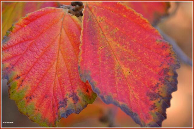 Herbstlaub der Zaubernuss (Hamamelis x intermedia) Diane im Berggarten Herrenhausen (Foto: Katja Woidtke)