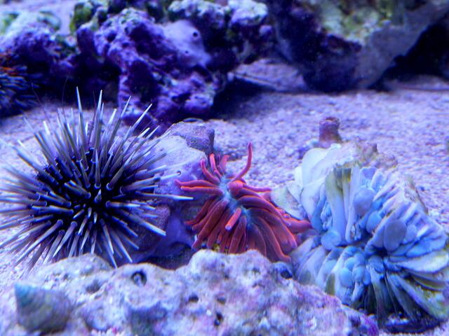 Seeigel und Korkenzieheranemone