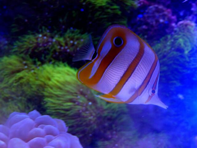 Falterfisch