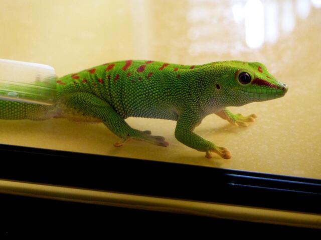 Gecko