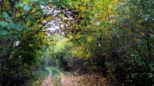 Herbstspaziergang 2016 - Gassirundgang - ohne "Happy" !