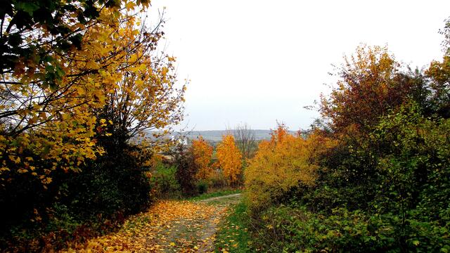 Herbstspaziergang 2016 - Gassirundgang - ohne "Happy" !