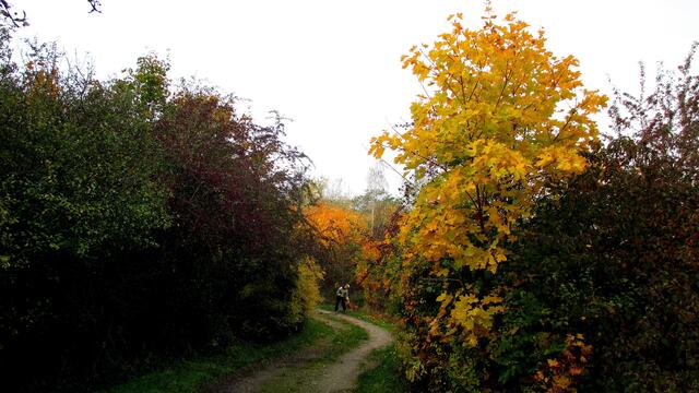 Herbstspaziergang 2016 - Gassirundgang - ohne "Happy" !