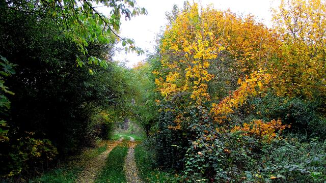 Herbstspaziergang 2016 - Gassirundgang - ohne "Happy" !