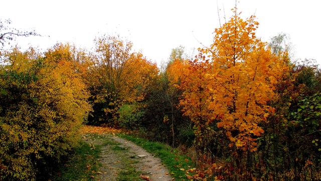 Herbstspaziergang 2016 - Gassirundgang - ohne "Happy" !