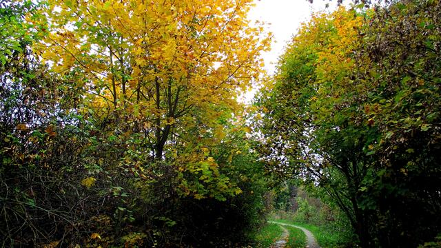 Herbstspaziergang 2016 - Gassirundgang - ohne "Happy" !