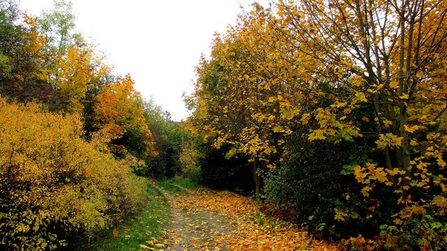 Herbstspaziergang 2016 - Gassirundgang - ohne "Happy" !