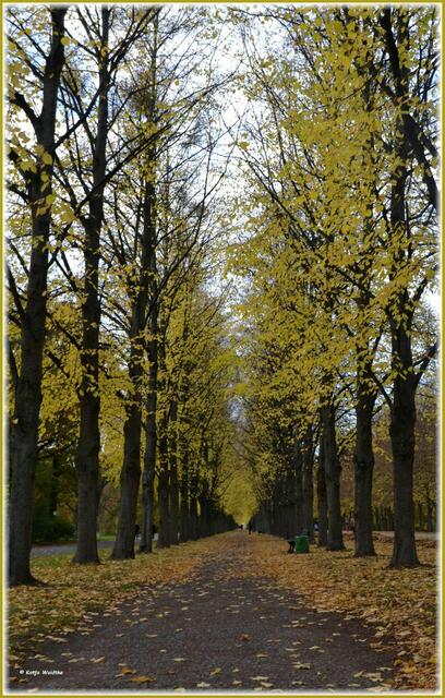 Herbst in der Herrenhäuser Allee - Sie verbindet auf einer Länge von rund zwei Kilometern den Königsworther Platz mit dem Großen Garten Herrenhausen (Foto: Katja Woidtke)