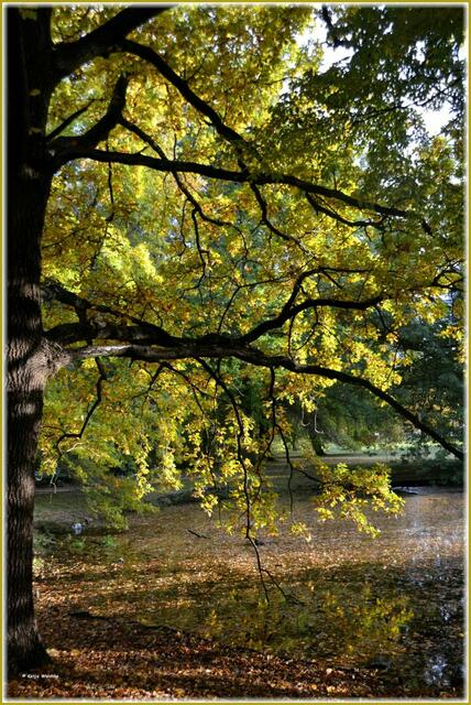 Herbststimmung im Georgengarten Herrenhausen (Foto: Katja Woidtke)