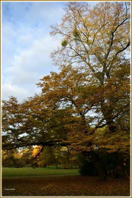 Der Goldene Herbst macht seinem Namen im Georgengarten Herrenhausen alle Ehre (Foto: Katja Woidtke)