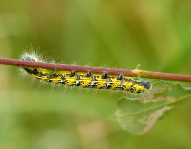 Immer gut festhalten! Bunt und auffällig zeigt sich die Raupe des Mondvogels (Phalera bucephala), eines später unauffälligen  Falters aus der Familie der Zahnspinner, der einem abgebrochenen Zweig ähnelt.