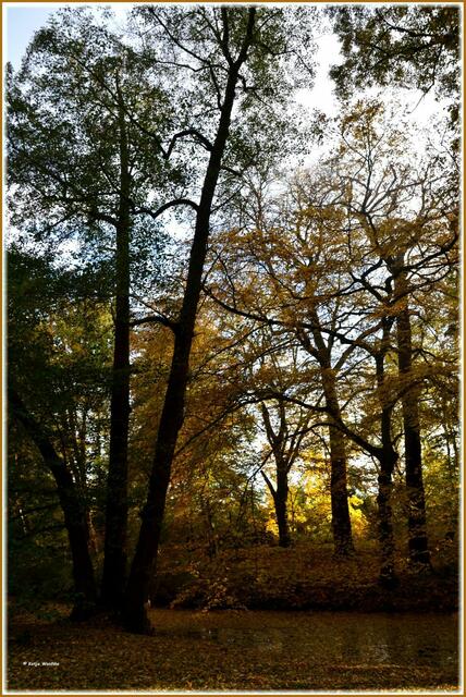 Herbstfarben im Georgengarten Herrenhausen (Foto: Katja Woidtke)
