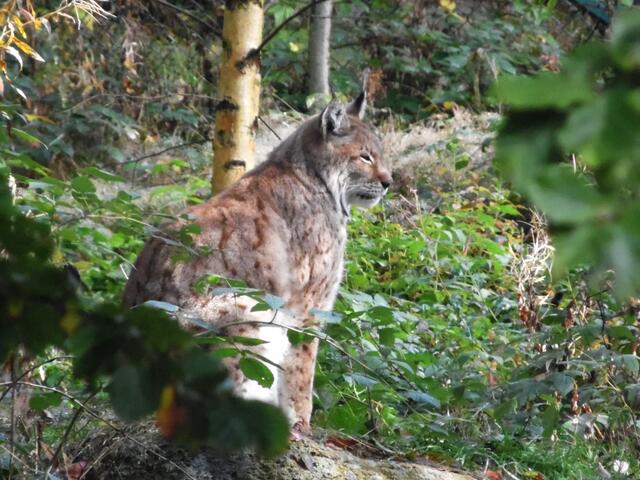 ...hat den Luchs.