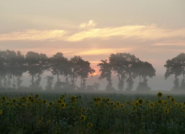 Nebelmorgen am Sonnenblumenfeld.