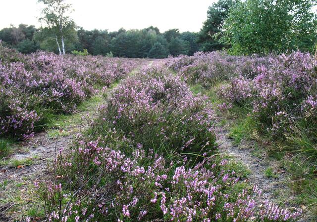 ...hat Erika und die Lüneburger Heide.