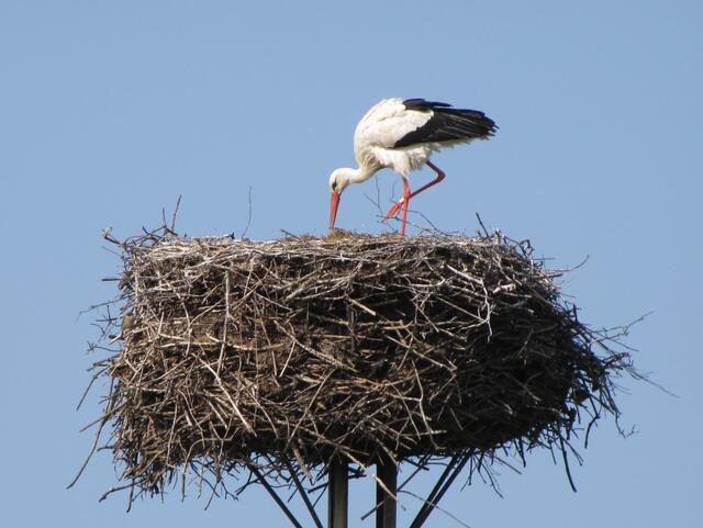...hat den Klapperstorch, der Kinder bringt.