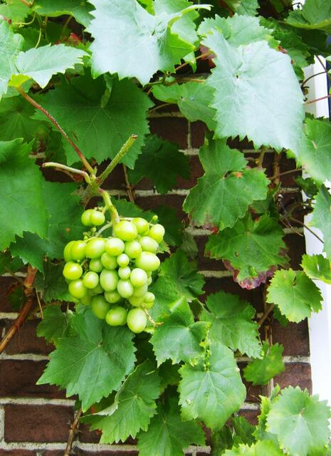 "BACCHUS" ist eine Weissweinsorte, eine Kreuzung von Müller-Thurgau...