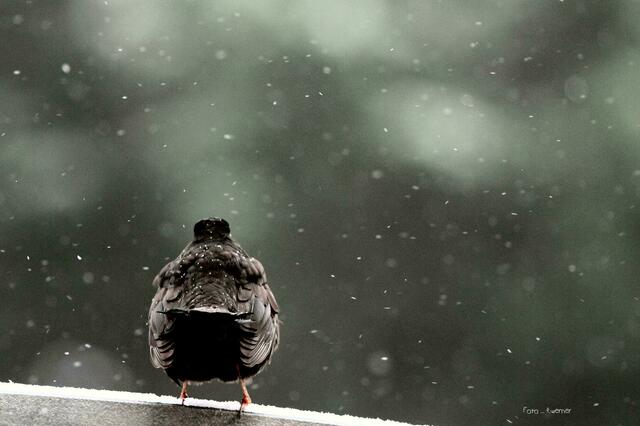 Februar 1 | Foto: Frank Werner
