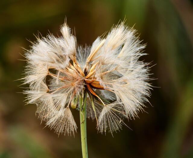 Der Wiesen-Bocksbart (Tragopogon pratensis) - Fruchtstand.