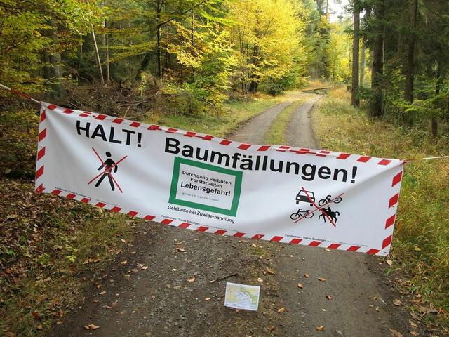 Im Herrenwald werden Bäume gefällt.