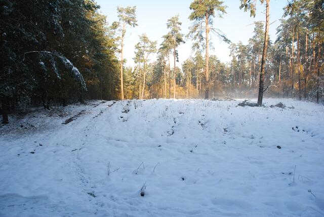 Herrlich wie die Sonne den Wald anstrahlt.