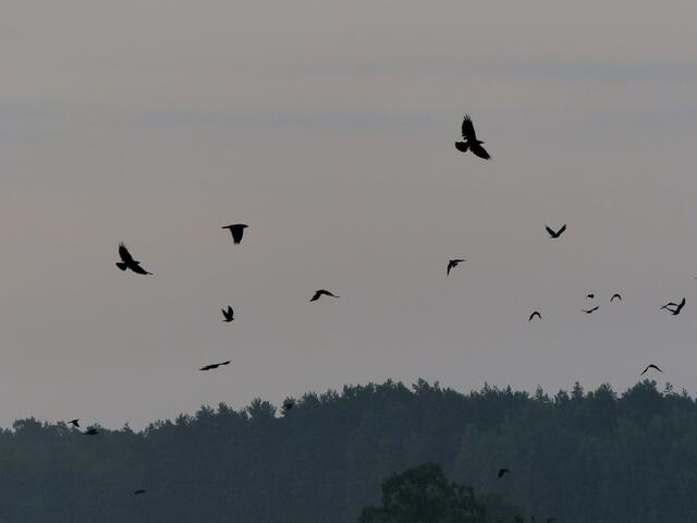 Die schwarzen Vögel fliegen auf!