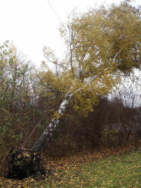 ...umgeknickte Birke....