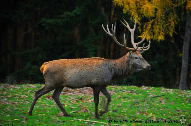 Der König der Wälder (Rothirsch)