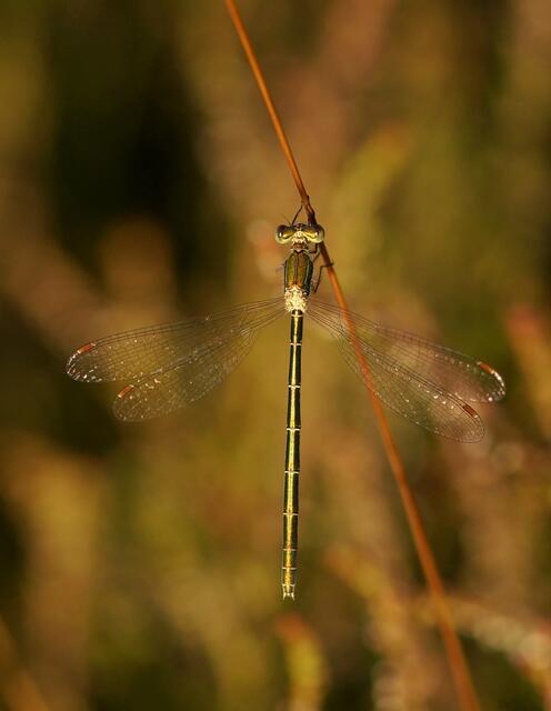 Die kleine Binsenjungfer (Lestes virens) am Blanken Flat. Wir erkennen sie gut an den dreifarbigen Flügelmalen (innen hellbraun und außen weiß). Es ist ein Weibchen.