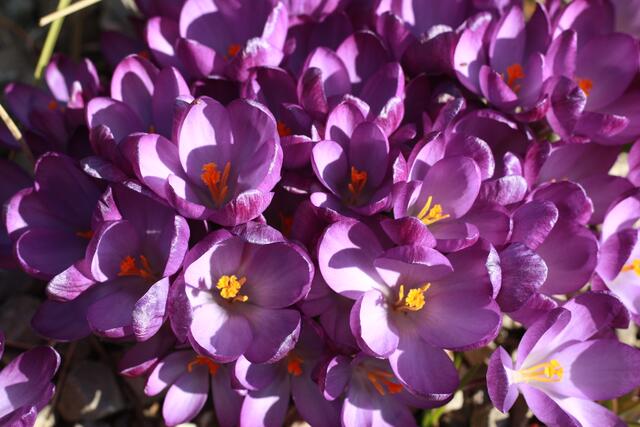 Krokusse | Foto: Anja Ehinger