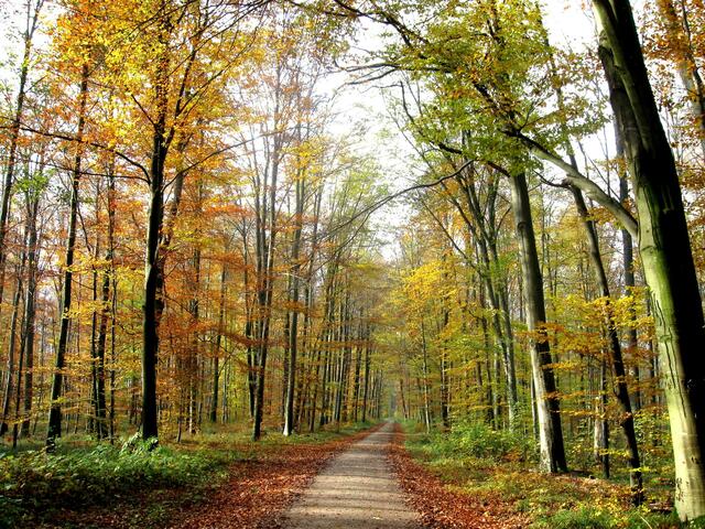 Herbstwald