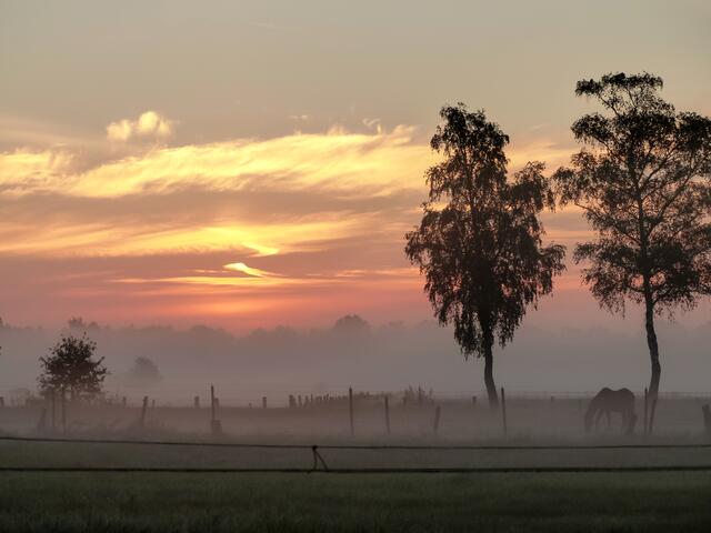Frühaufsteher vor dem Sonnenaufgang. Pferd im Nebel.