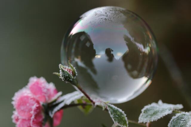 Die Blase friert langsam von oben nach unten. Die Eiskristalle auf der Rose haben keine Auswirkung auf den Prozess.