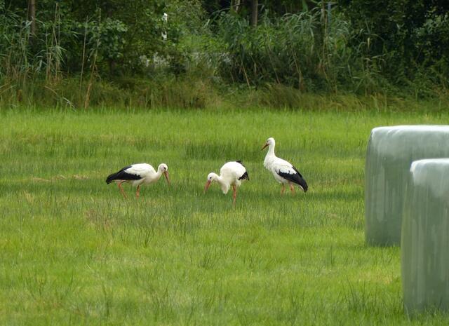 Auf einer Wiese nahe dem Springhorstsee treffe ich drei Störche - kurz vor ihrer Abreise in den Süden - an. Kurz zuvor hatte sich auch ein Graureiher zu ihnen gesellt. Wurde dann aber schnabelklappernd vertrieben.