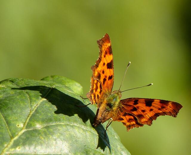Der Falter mit dem kleinen weißen c an der Flügelunterseite, der deshalb auch den Namen C-Falter (Polygonia c-album) trägt, zeigt sich in seiner ganzen Pracht.