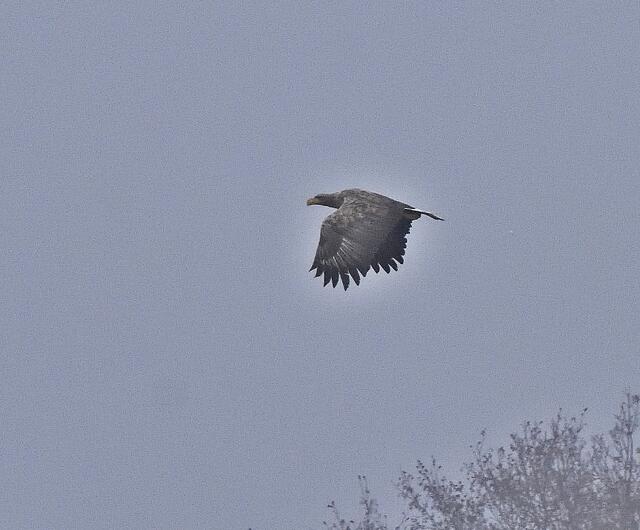 Ein Seeadler überfliegt den Hüttensee und..........