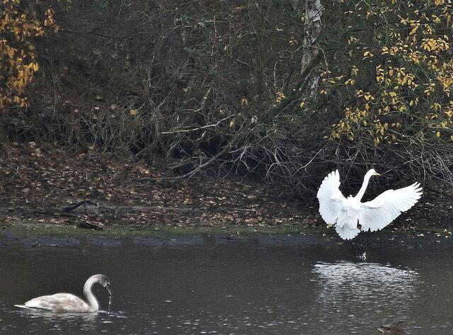 Junger Höckerschwan und Silberreiher