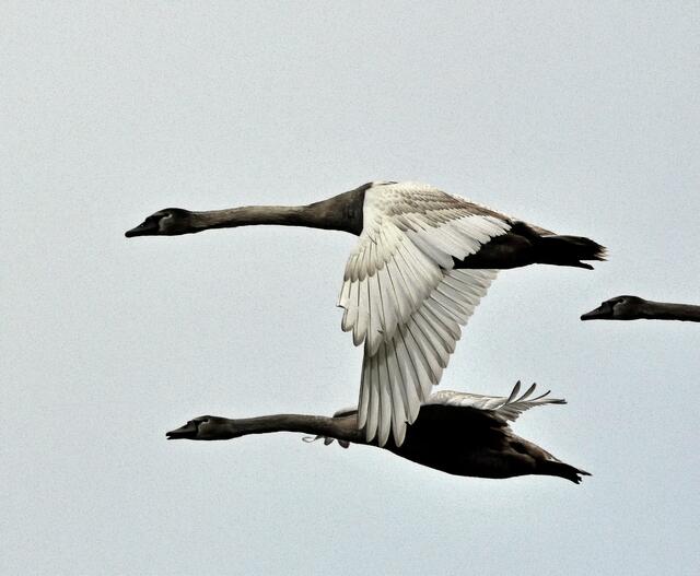Junge Höckerschwäne überfliegen uns in geringer Höhe